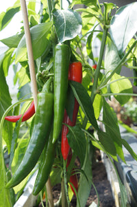 25 Organic KOREAN Dark GREEN PEPPER Lady Han Hot Chili Long Red Capsicum Annuum Seeds