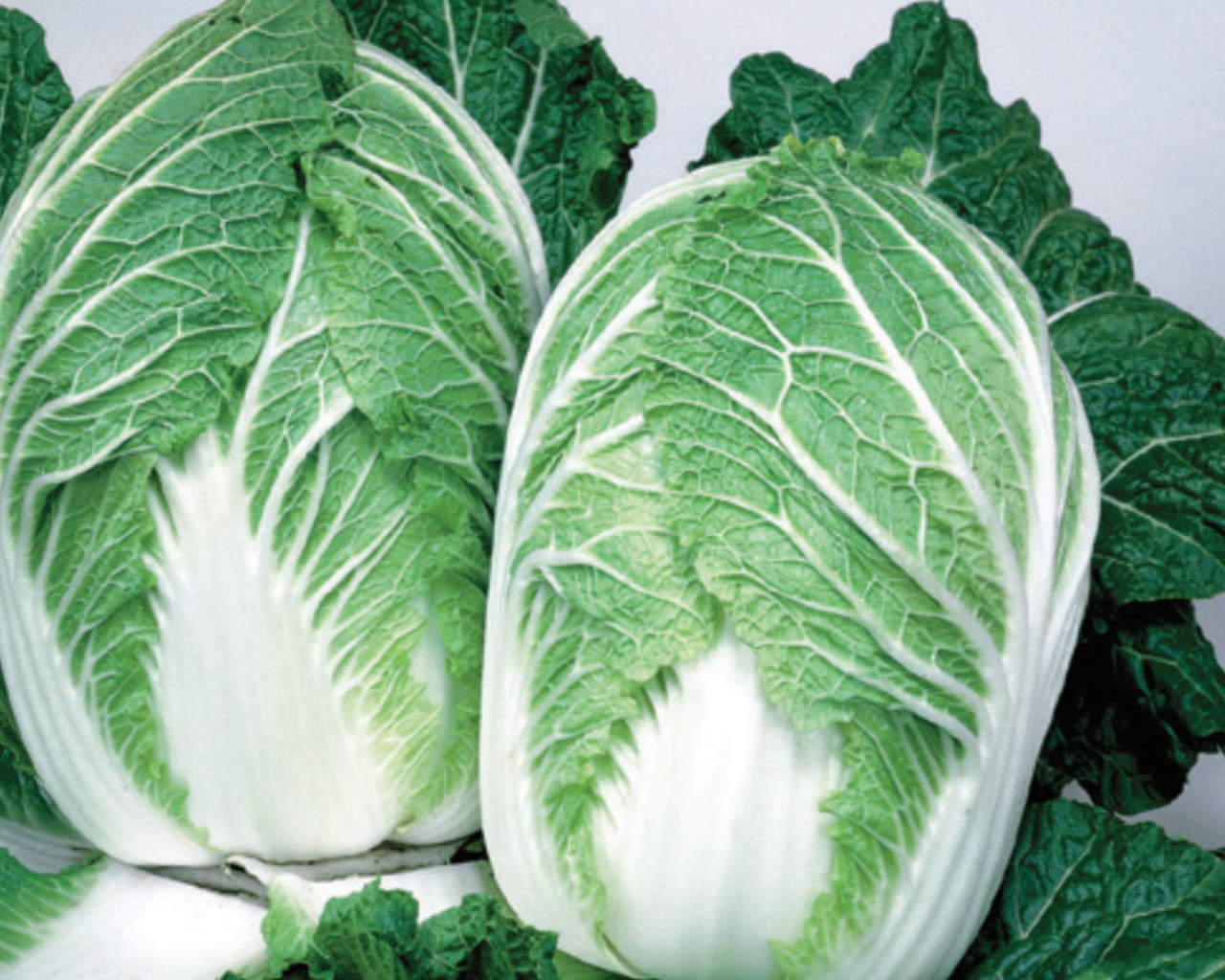 China Express Hybrid Chinese Cabbage Seeds