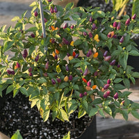 Chinese 5 Color Pepper Seeds - The Pepper Pantry (Formerly Marie Sharp's)