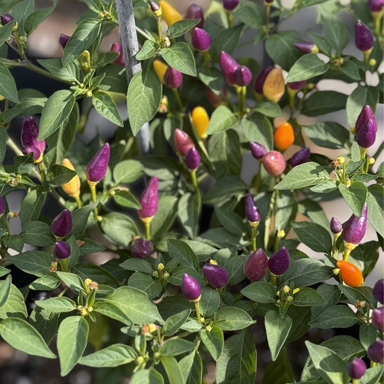 Chinese 5 Color Pepper Seeds - The Pepper Pantry (Formerly Marie Sharp's)