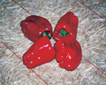 Chinese Giant Bell Pepper Seeds