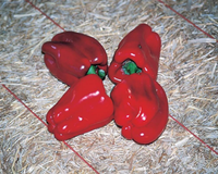 Chinese Giant Bell Pepper Seeds