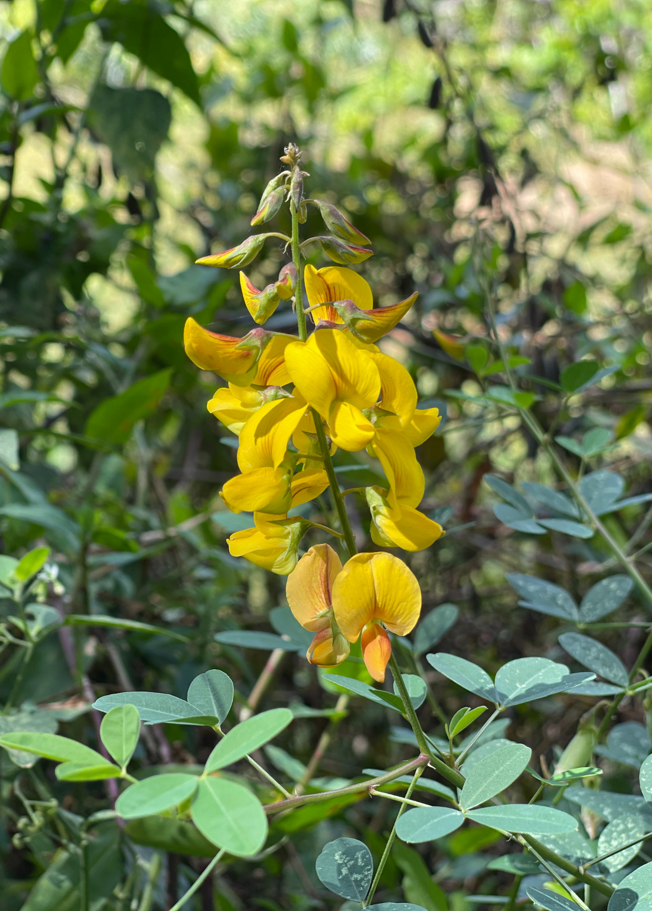 Chipilín (Crotalaria longirostrata)