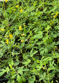 Chipilín (Crotalaria longirostrata)