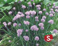 Chive Seeds
