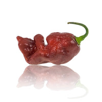 Chocolate Gator Jigsaw Chili Pepper Seeds - The Pepper Pantry (Formerly Marie Sharp's)