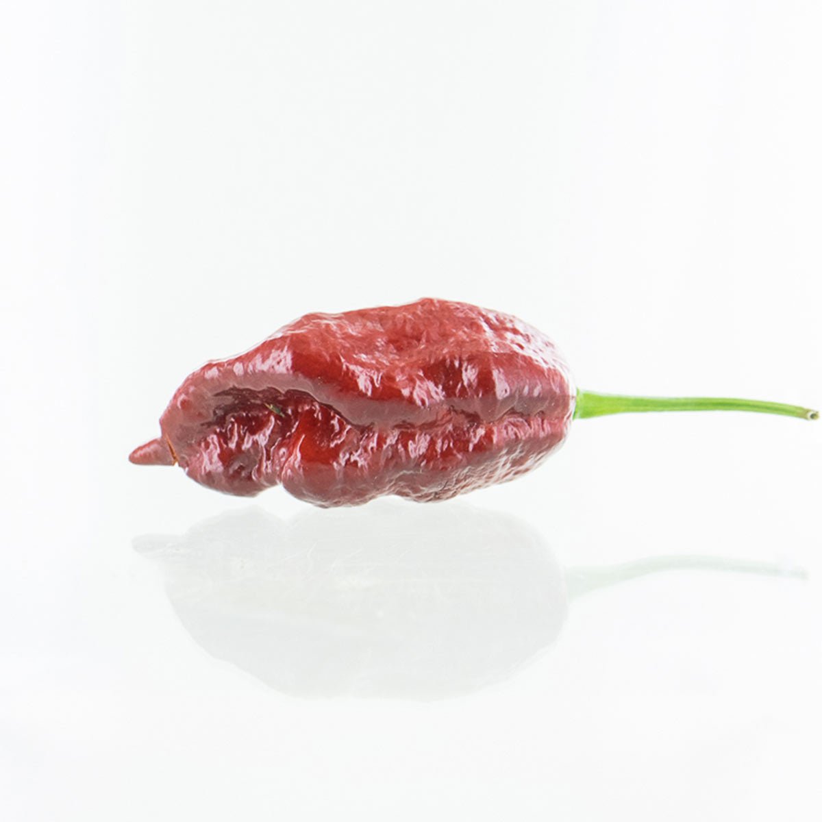 Chocolate Gator Jigsaw Chili Pepper Seeds - The Pepper Pantry (Formerly Marie Sharp's)