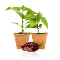 Chocolate Ghost Pepper Plants - The Pepper Pantry (Formerly Marie Sharp's)
