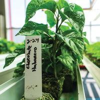 Chocolate Habanero Pepper Plants - The Pepper Pantry (Formerly Marie Sharp's)