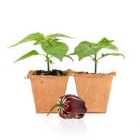 Chocolate Habanero Pepper Plants - The Pepper Pantry (Formerly Marie Sharp's)