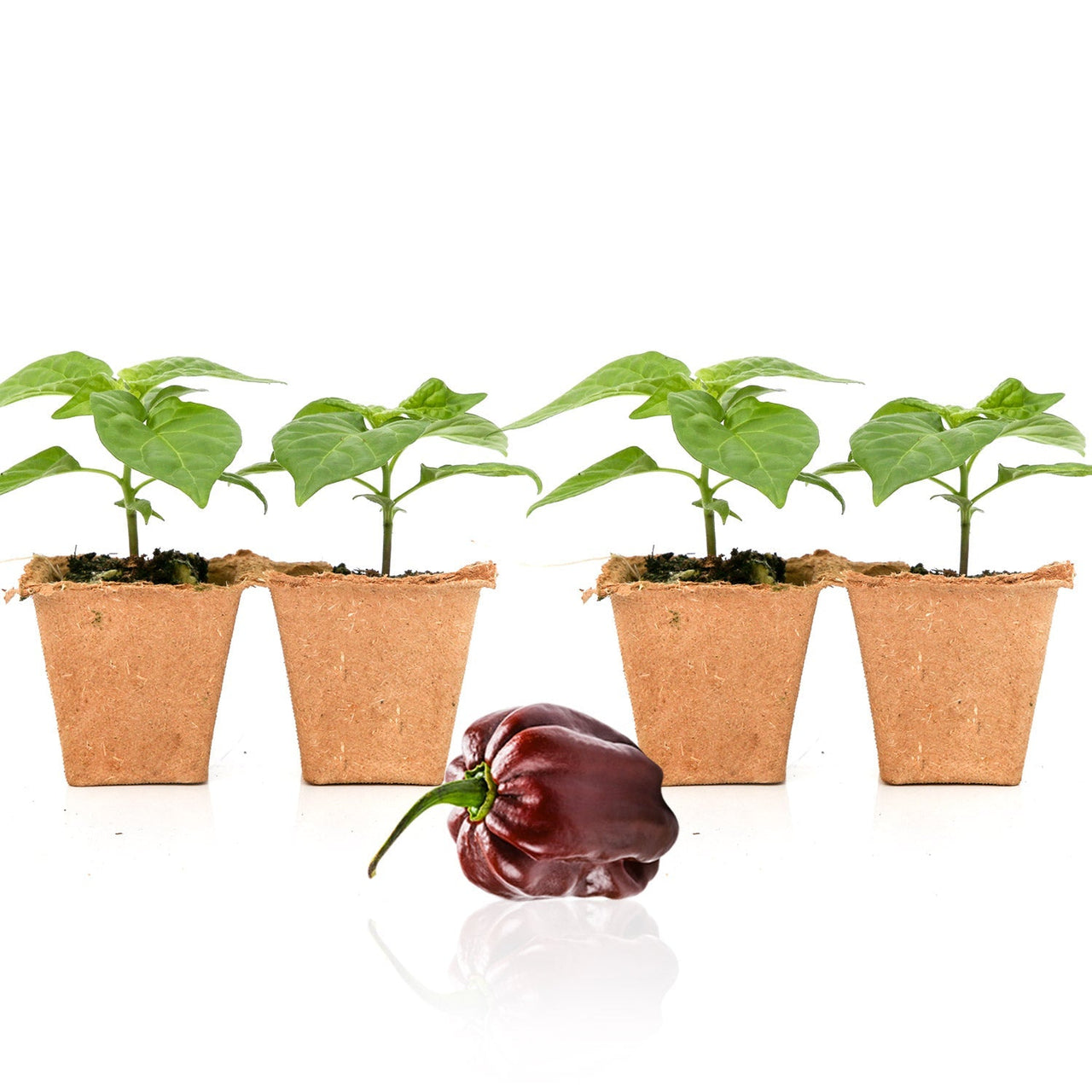 Chocolate Habanero Pepper Plants - The Pepper Pantry (Formerly Marie Sharp's)