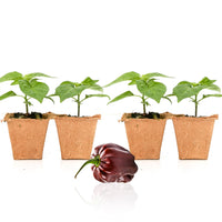 Chocolate Habanero Pepper Plants - The Pepper Pantry (Formerly Marie Sharp's)