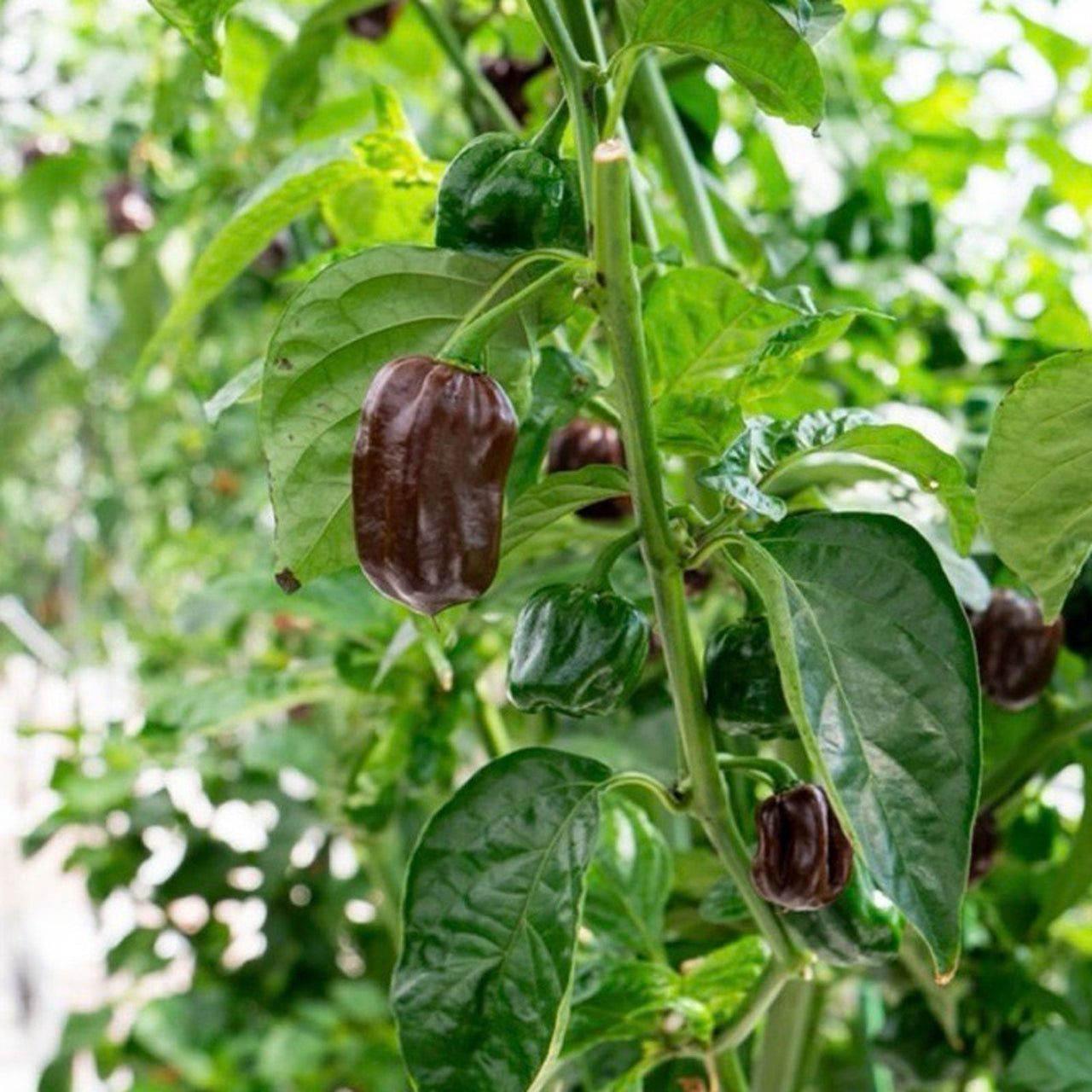 Chocolate Habanero Pepper Seeds - The Pepper Pantry (Formerly Marie Sharp's)