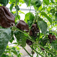 Chocolate Habanero Pepper Seeds - The Pepper Pantry (Formerly Marie Sharp's)