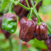 Chocolate Habanero Pepper Seeds - The Pepper Pantry (Formerly Marie Sharp's)