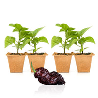 Chocolate Reaper Pepper Plants - The Pepper Pantry (Formerly Marie Sharp's)