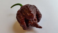 Chocolate Reaper - Seeds - The Pepper Pantry (Formerly Marie Sharp's)