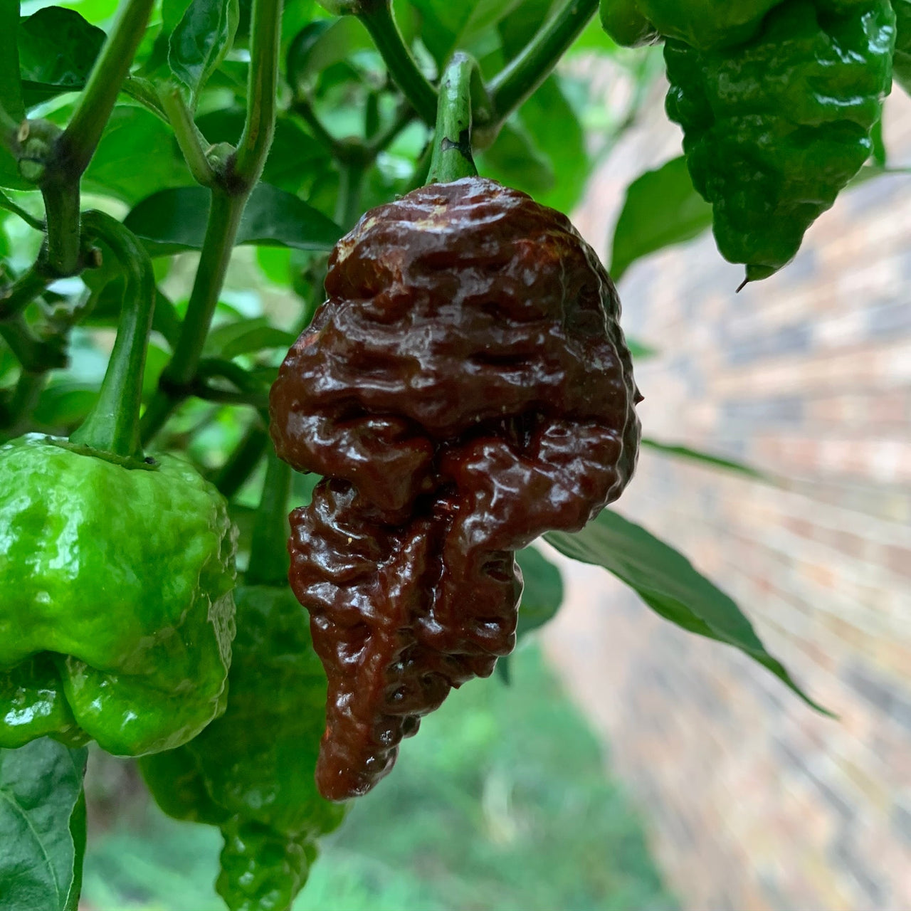 Chocolate Reaper - Seeds - The Pepper Pantry (Formerly Marie Sharp's)