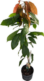 Forastero Cacao Chocolate Tree