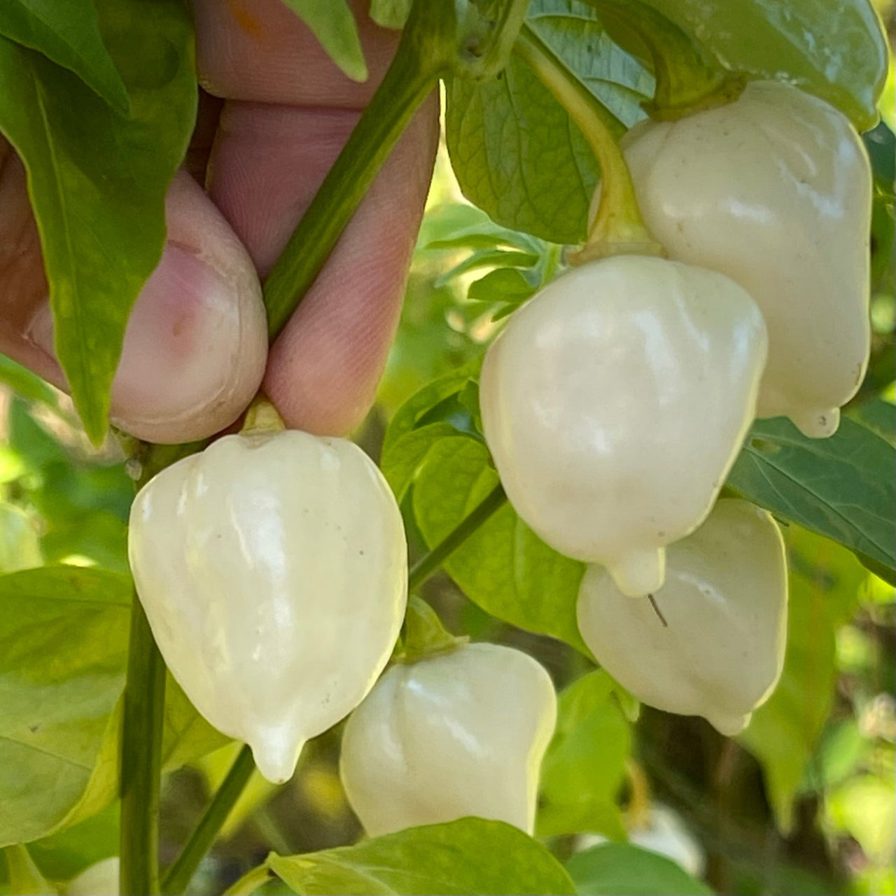 Chupabrain White - Seeds - The Pepper Pantry (Formerly Marie Sharp's)