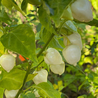 Chupabrain White - Seeds - The Pepper Pantry (Formerly Marie Sharp's)