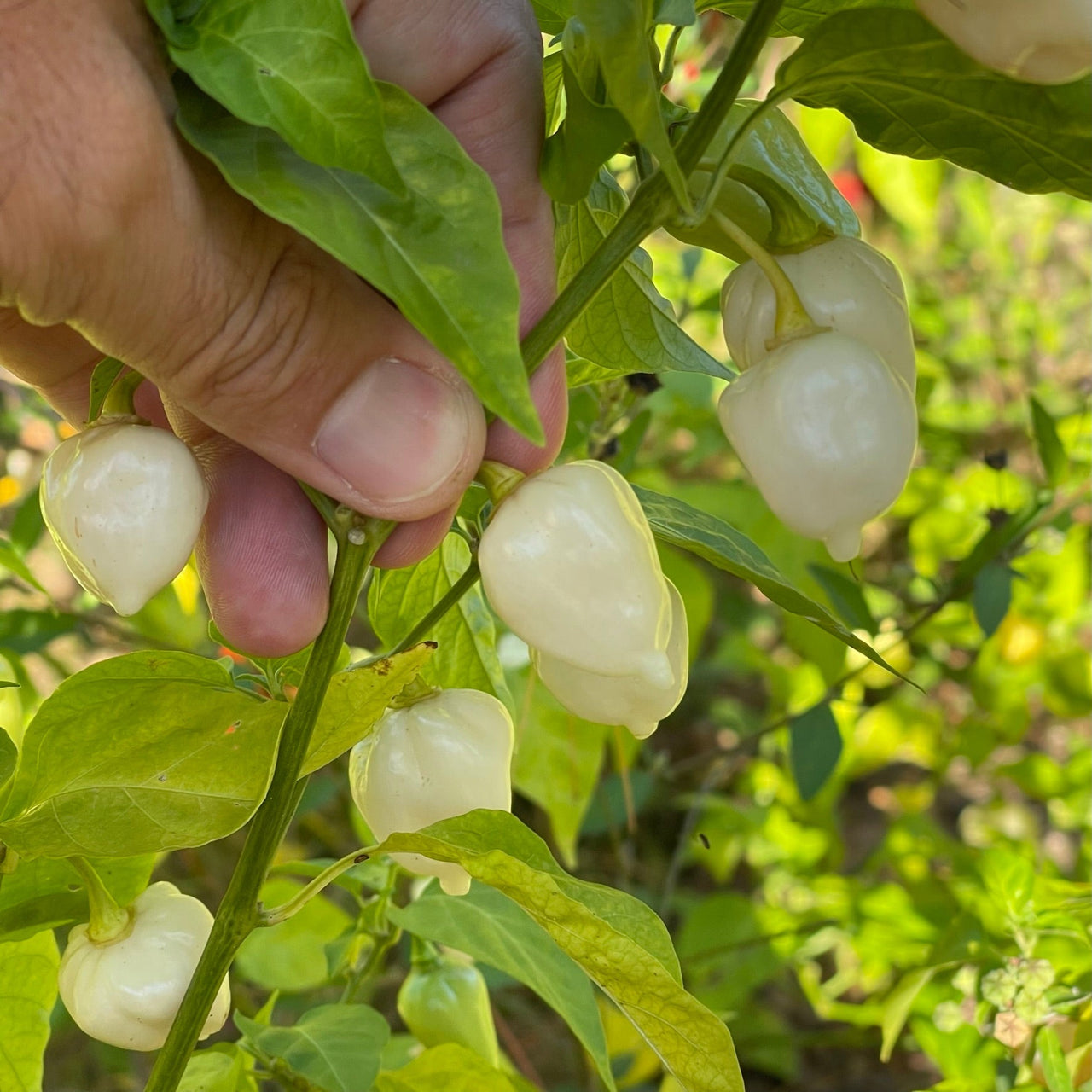 Chupabrain White - Seeds - The Pepper Pantry (Formerly Marie Sharp's)