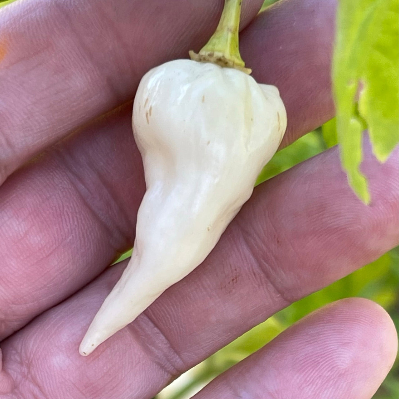 Chupabrain White - Seeds - The Pepper Pantry (Formerly Marie Sharp's)