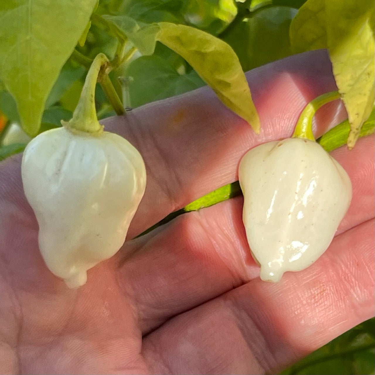 Chupabrain White - Seeds - The Pepper Pantry (Formerly Marie Sharp's)