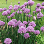 Chives Seeds (Organic)