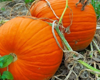 Connecticut Field Pumpkin Seeds