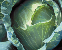 Copenhagen Market Cabbage Seeds