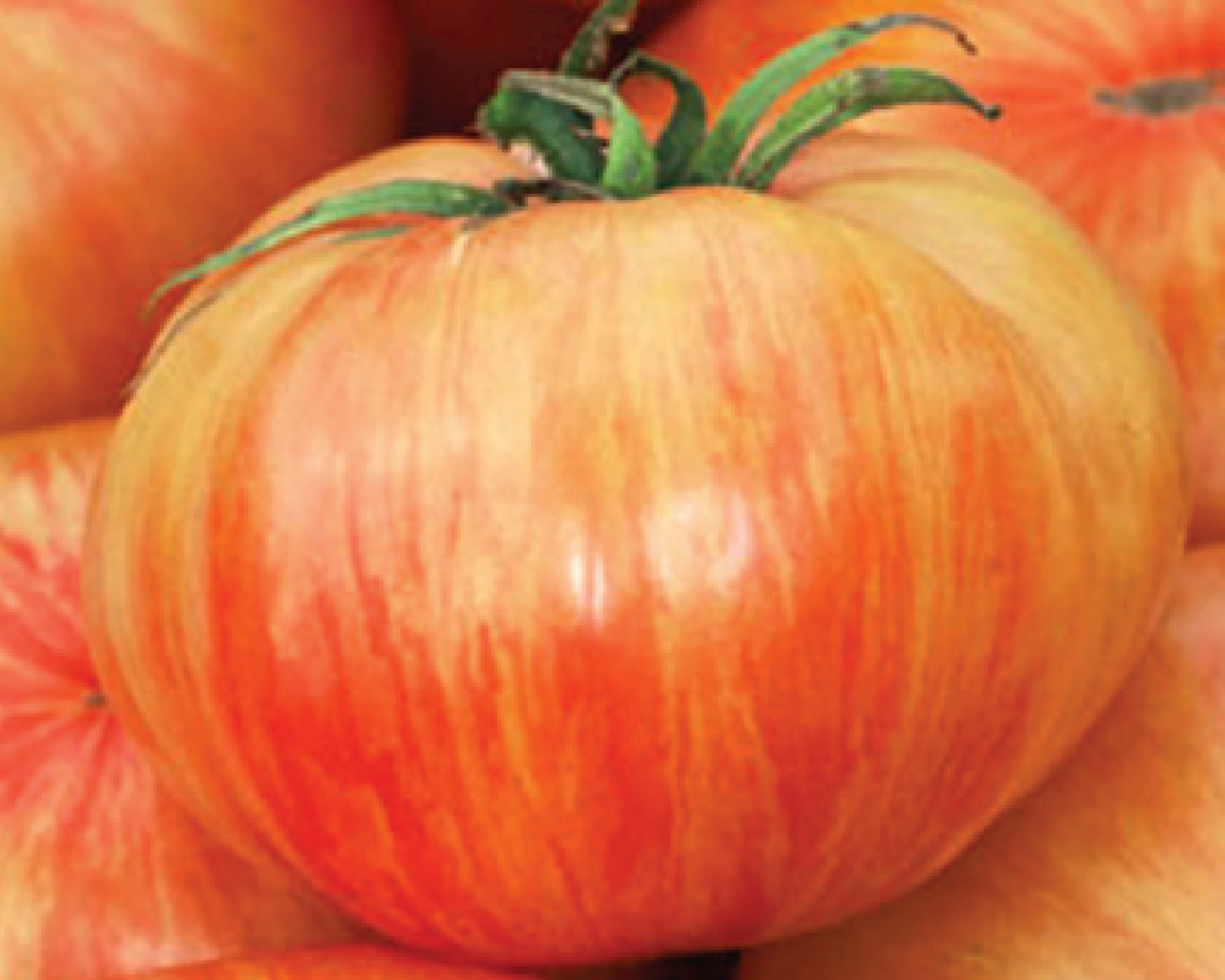 Copia Tomato Seeds