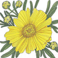 Coreopsis, Tall Lance-Leaved (1/4 lb)