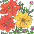 Cosmos, Bright Lights Mix (1/4 lb)