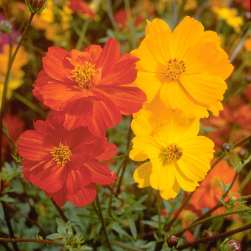 Cosmos, Bright Lights Mix (1/4 lb)