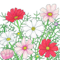 Cosmos, Sensation Mix (1/4 lb)