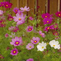 Cosmos, Sensation Mix (1/4 lb)