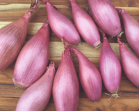 Creme Brulee Echalion Seeds