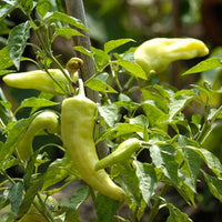 Cubanelle Peppers Seeds - The Pepper Pantry (Formerly Marie Sharp's)