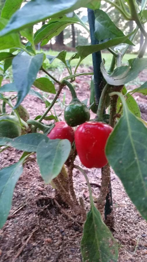 Cumra Cherry - Seeds - The Pepper Pantry (Formerly Marie Sharp's)