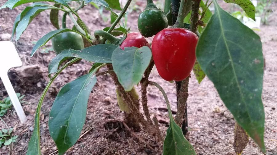 Cumra Cherry - Seeds - The Pepper Pantry (Formerly Marie Sharp's)