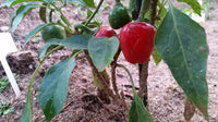 Cumra Cherry - Seeds - The Pepper Pantry (Formerly Marie Sharp's)