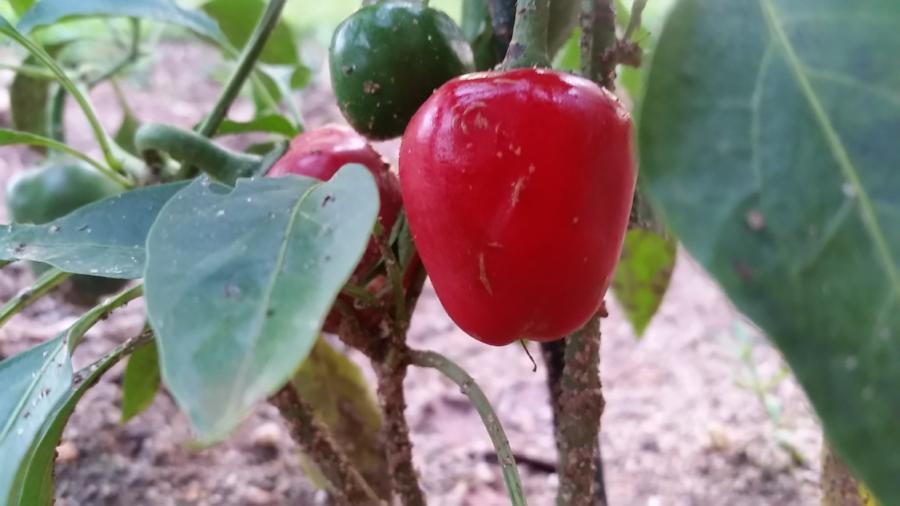 Cumra Cherry - Seeds - The Pepper Pantry (Formerly Marie Sharp's)