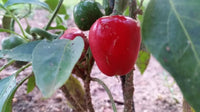 Cumra Cherry - Seeds - The Pepper Pantry (Formerly Marie Sharp's)