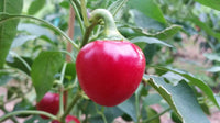 Cumra Cherry - Seeds - The Pepper Pantry (Formerly Marie Sharp's)