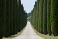 20 MEDITERRANEAN CYPRESS TREE Italian Pencil Pine Cedar Cupressus Sempervirens Stricta Seeds