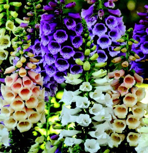 foxglove flower seeds Dalmation Hybrid Mix Foxglove Seeds