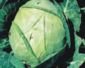 Danish Ballhead Cabbage Seeds