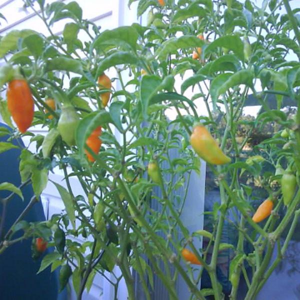 Datil Yellow Pepper Seeds