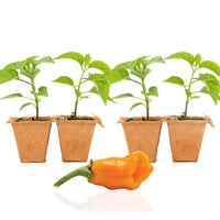 Datil Pepper Plants - The Pepper Pantry (Formerly Marie Sharp's)